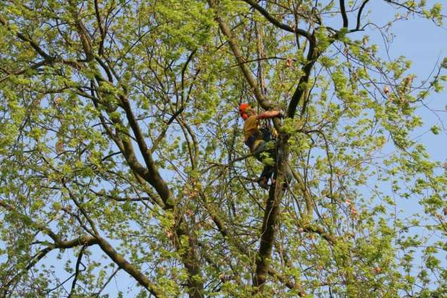 bomen rooien bomen kappen gelderland Posthoorn Posterenk Poederoijensehoek Plantage Plak Persingen Passewaaij Pannerden Overwoud Overbiel Overasselt Ouwendorp Oude Maasdijk Otterlo Opheusden Ophemert OOyerhoek Oosterwolde oosterwijk Ooster-Oene Oosterhuizen Oosterhout